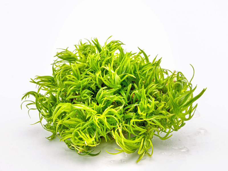 Preview: Indische Sternpflanze - Pogostemon deccanensis in vitro